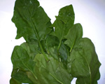 Baby Spinach Leaves