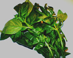 Fresh Basil