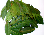 Fresh Bayleaves