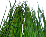Fresh Chives