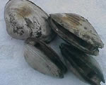 Fresh Clams