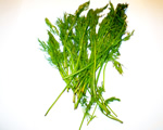 Fresh Dill