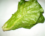 Green Romaine Lettuce