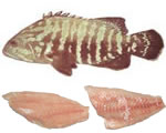 Fresh Grouper