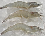 Fresh Jumbo U-8  Head on Shrimps