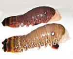 Fresh Lobster Tails