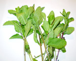 Fresh Mint