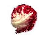 Radiccio Lettuce