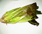 Red Romaine Lettuce
