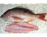 Fresh Red Snapper