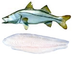 Fresh Black Snook Filet