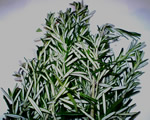 Fresh Rosemary