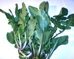 Rugula Lettuce