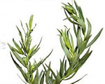 Fesh Tarragon