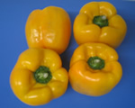 Yellow Pepper
